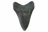 Fossil Megalodon Tooth - Georgia #338768-1